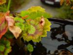 mini-DSC02023
