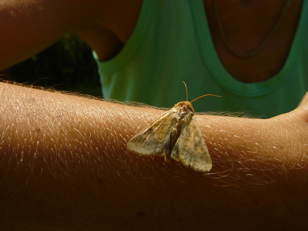 Butterfly effektus