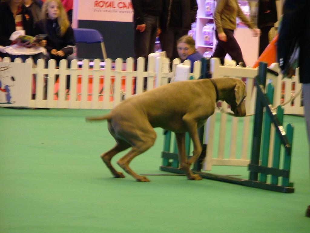 GCDS Pre-Beginner Obedience Stakes Semi Final & Presentation 01