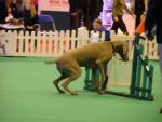 Discover Dogs 2006