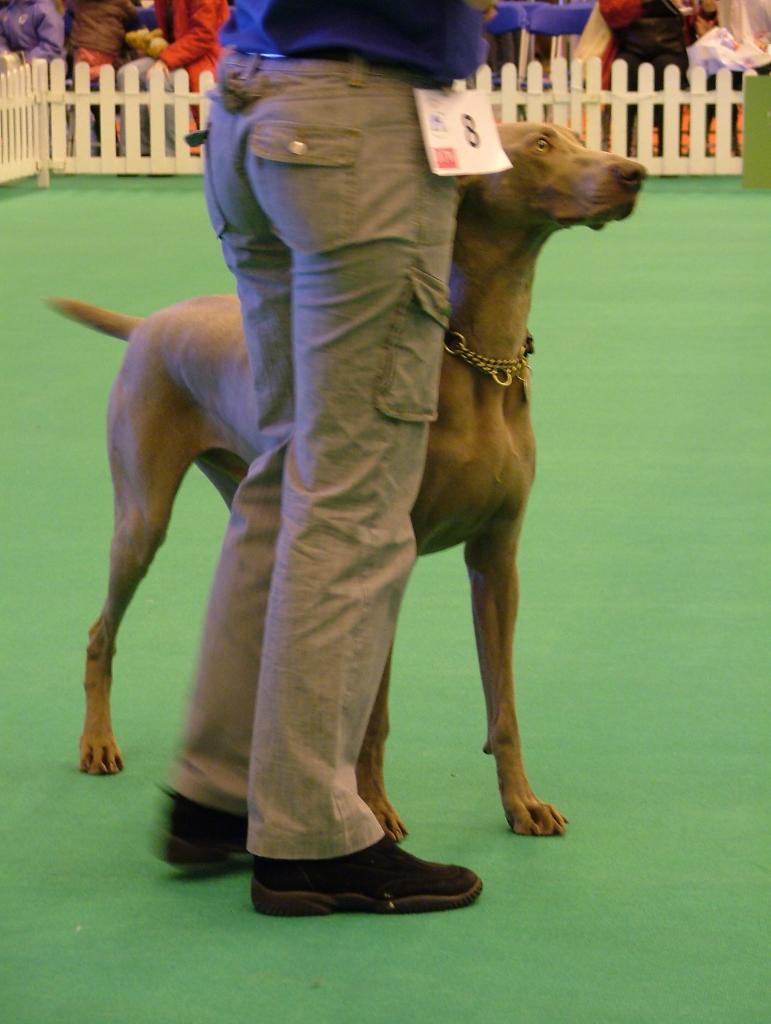 GCDS Pre-Beginner Obedience Stakes Semi Final & Presentation 02