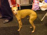 Italian Greyhound