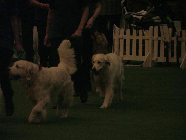 Southern Golden Retriever Society Display 01