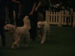 Southern Golden Retriever Society Display 01