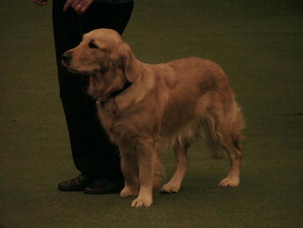 Southern Golden Retriever Society Display 02