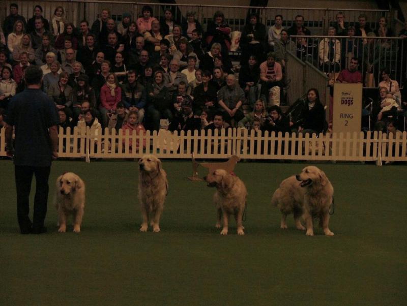 Southern Golden Retriever Society Display 03