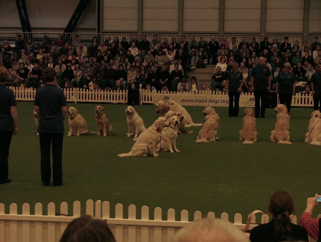 Southern Golden Retriever Society Display 04