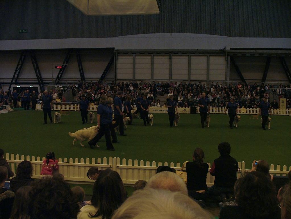 Southern Golden Retriever Society Display 05