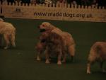 Southern Golden Retriever Society Display 06