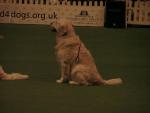 Southern Golden Retriever Society Display 07