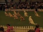 Southern Golden Retriever Society Display 08