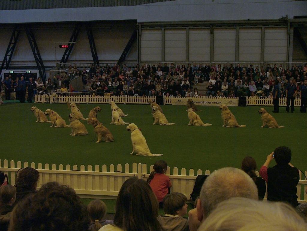 Southern Golden Retriever Society Display 09