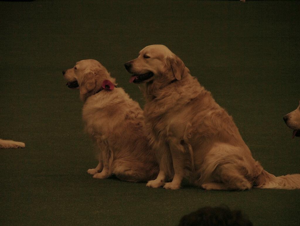 Southern Golden Retriever Society Display 10