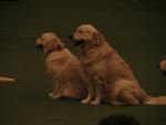 Southern Golden Retriever Society Display 10