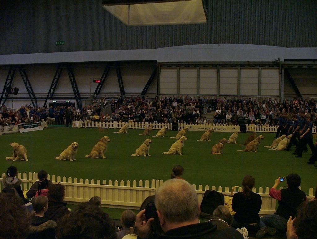 Southern Golden Retriever Society Display 11