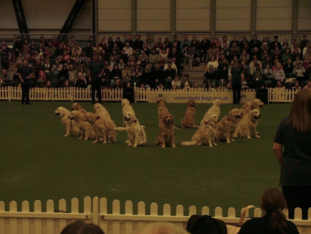 Southern Golden Retriever Society Display 13