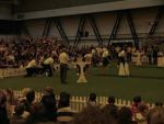 Flyball 01