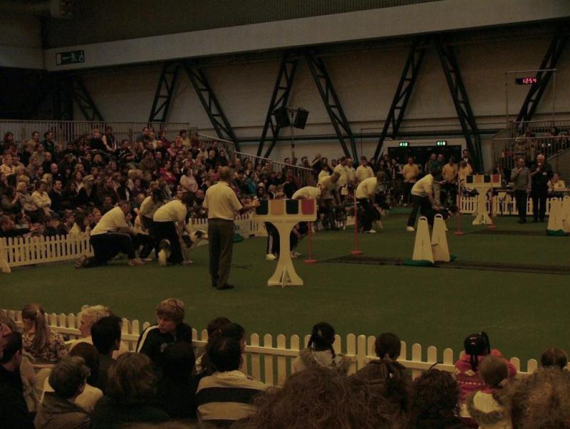 Flyball 01