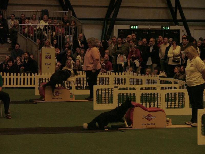 Flyball 02