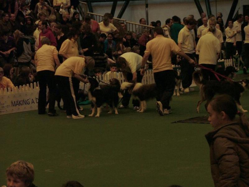 Flyball 03