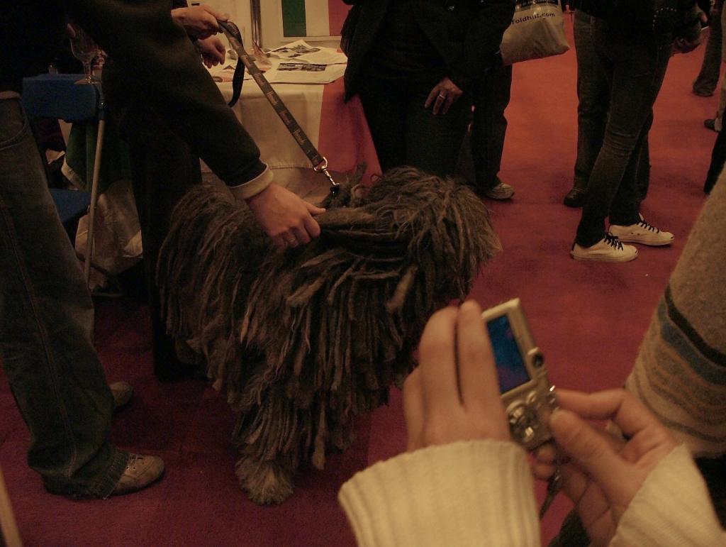 Bergamasco 01