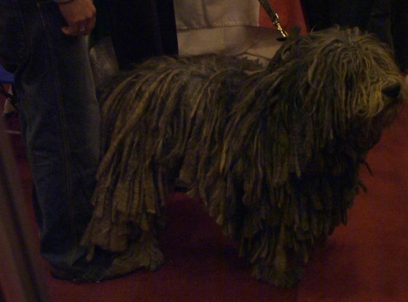 Bergamasco 02