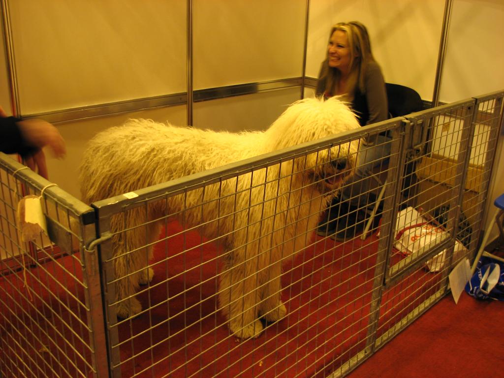 Komondor