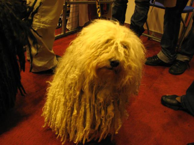 Hungarian Puli 02