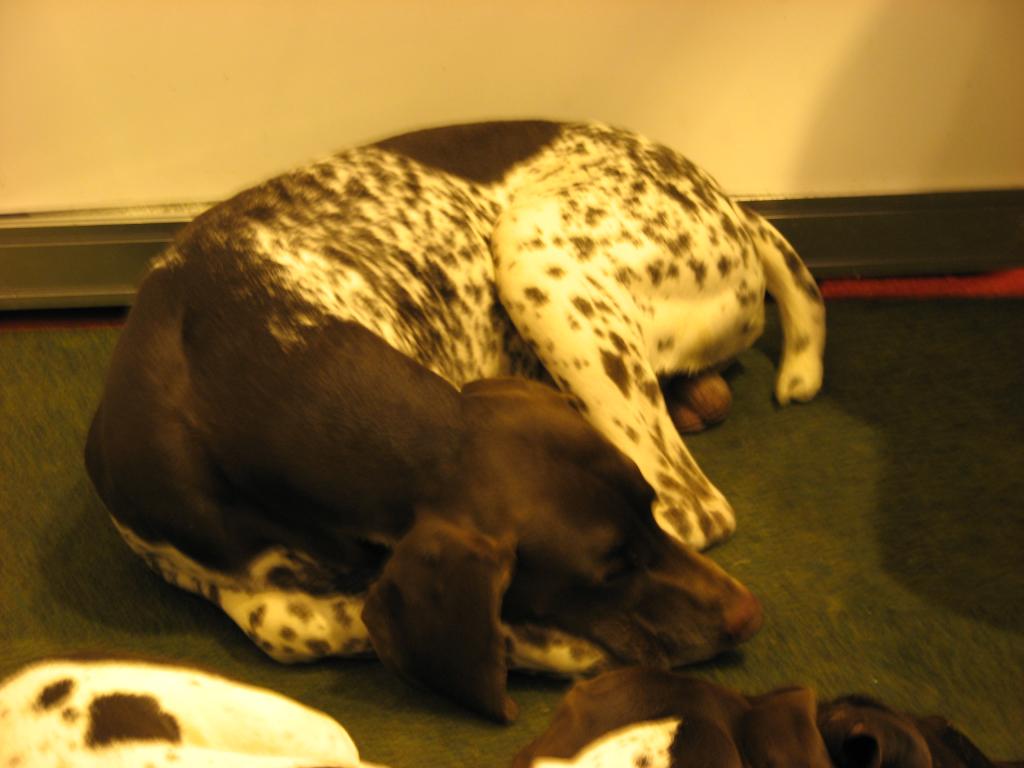 German Shorthaired Pointer