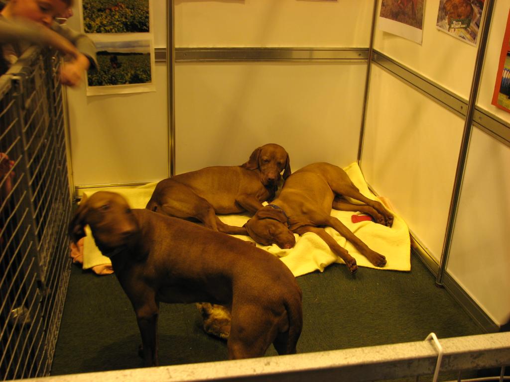 Hungarian Vizsla 01