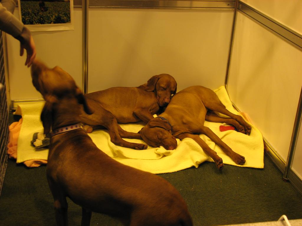 Hungarian Vizsla 02