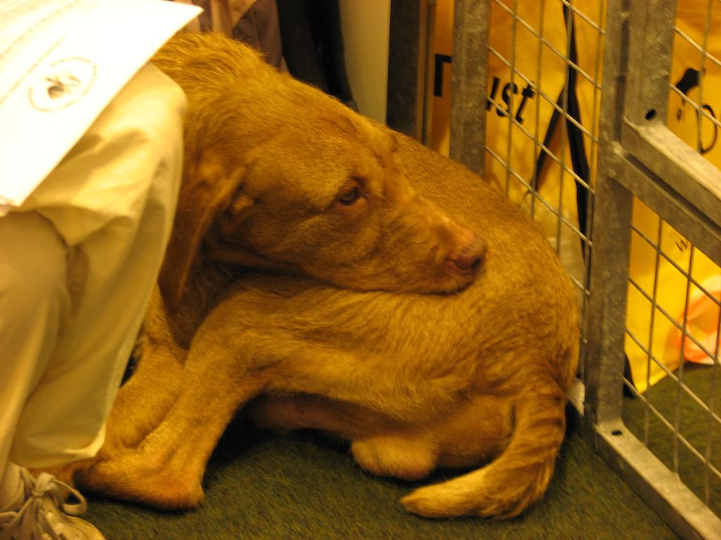 Hungarian Wirehaired Vizsla