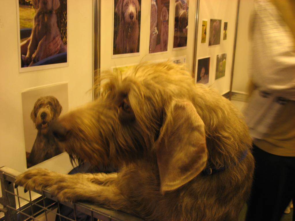 Slovakian rough haired pointer