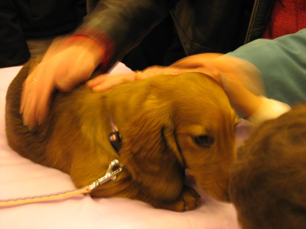 Dachshund (miniature long haired)