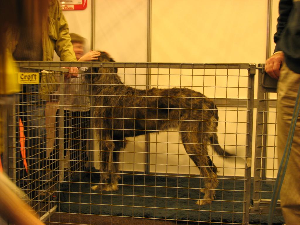 Irish Wolfhound