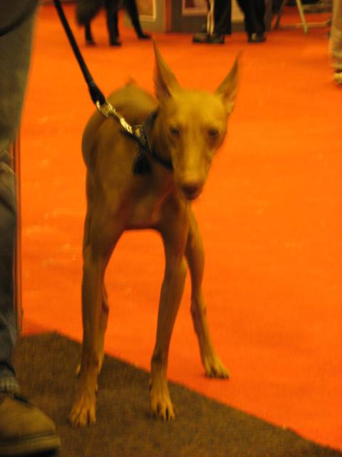 Pharaoh Hound 01