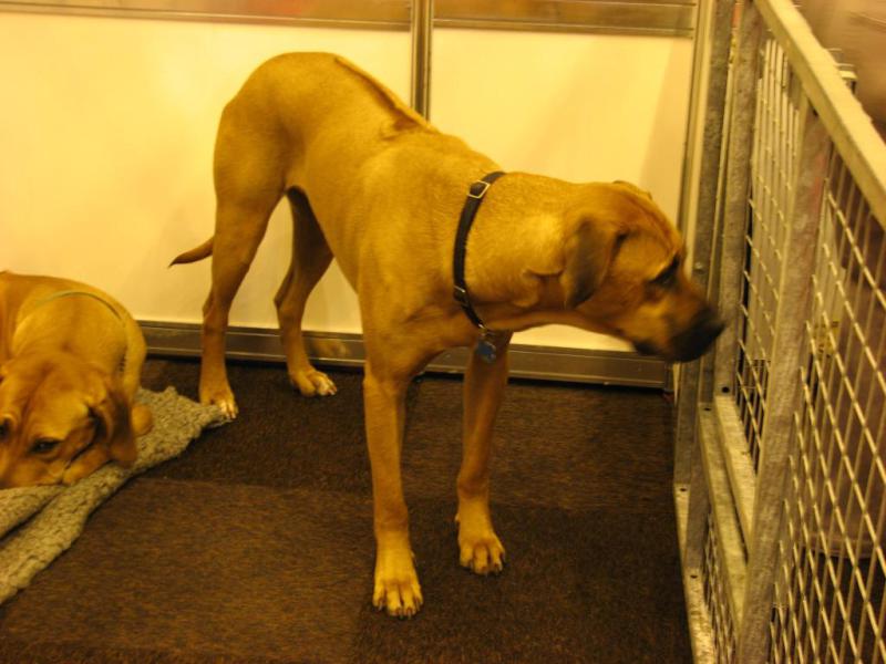 Rhodesian Ridgeback 01