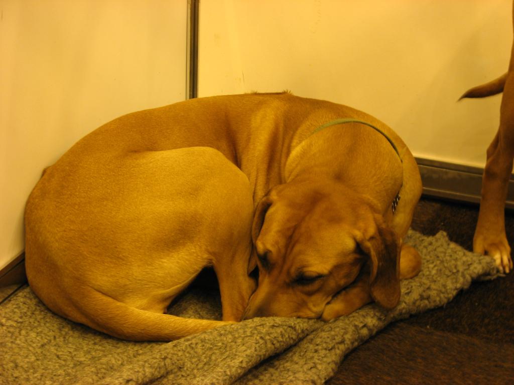 Rhodesian Ridgeback 02