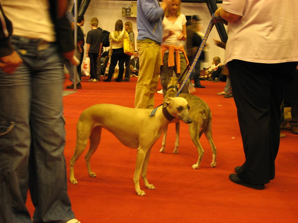 Whippet 03