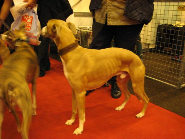 Whippet 04