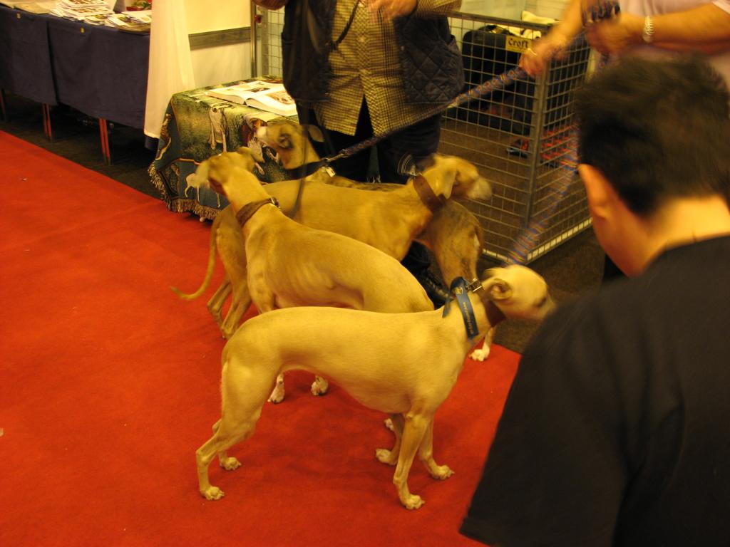 Whippet 05