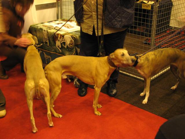 Whippet 07