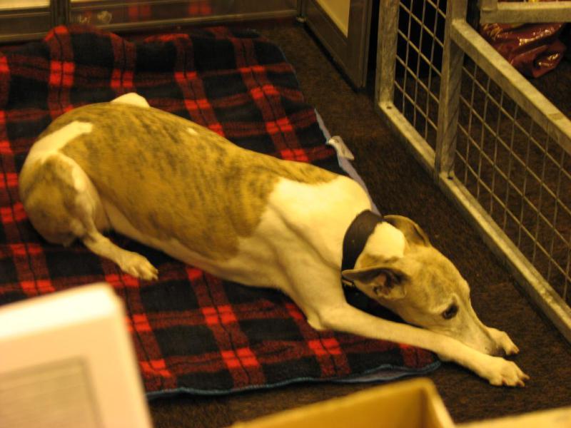 Whippet 08