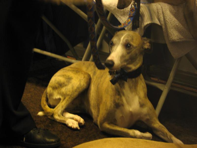 Whippet 10