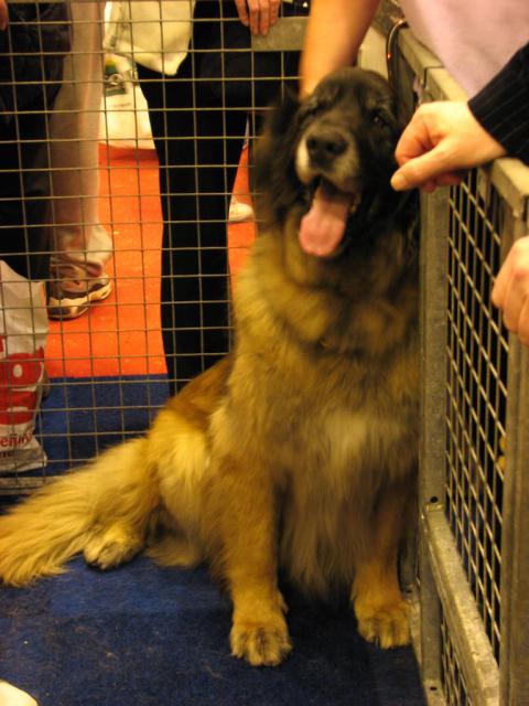 Leonberger