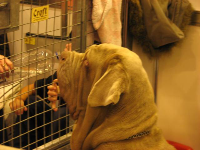 Neapolitan Mastiff