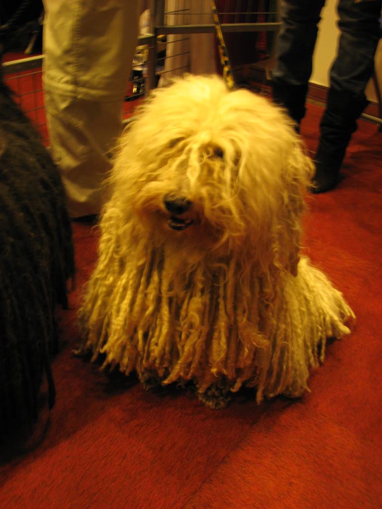 Hungarian Puli 03