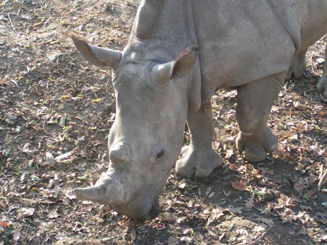 PICT1788.JPG