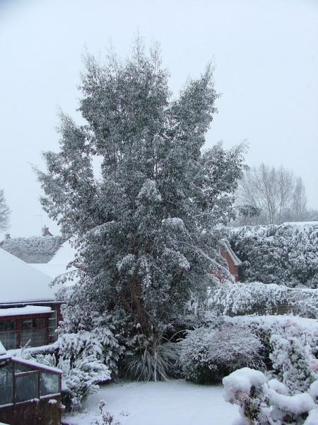 The neighbour's garden