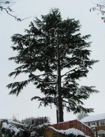 The Big Tree